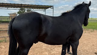 Team Roping Head Horse For Sale [upl. by Raclima]