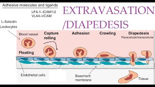 L36 Extravasation Diapedesis Understanding the Molecular Mechanisms Part 1 [upl. by Terrene519]