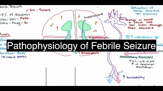 Pathophysiology of Febrile Seizure [upl. by Homer]