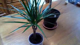 Dracaena marginata Basic care [upl. by Llenil]