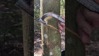 rubber tapping process🌳 rubberfarming satisfying rubberwood rubber rubbertapping saprubber [upl. by Wymore]