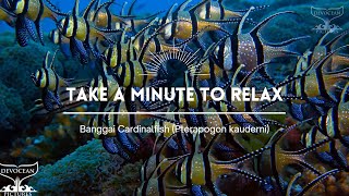 Take a Minute LI Banggai cardinalfish Pterapogon kauderni [upl. by Clover]