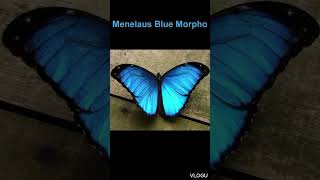 Menelaus Blue Morpho [upl. by Hinch43]