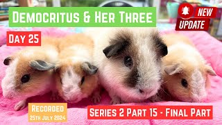 Final Video of Democritus and her 3 babies all together  25 Days old  25th July 2024 [upl. by Arlin690]