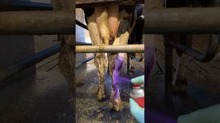 🐄🦠 Veterinary Spray Test on Cow [upl. by Ryon152]