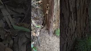 Just found hornet nest fyp viral hornetking hornet hornet [upl. by Christian135]