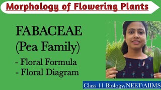 Fabaceae  Pea Family  Floral Formula and Diagram Morphology of Flowering PlantsClass 11 Biology [upl. by Bush]