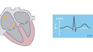 Einführung in die Medizintechnik  Herz und EKG [upl. by Maria]