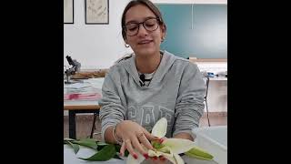 angiospermas  Disección de una flor  ciclodevida de las plantas  bachillerato educación [upl. by Clementas]