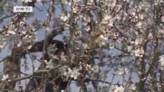 Mallorca zur Mandelblüte  Video des Tages [upl. by Alban864]