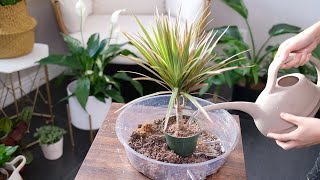 Dracaena Marginata Dragon Tree Care And Growing Guide  Plant Mom Care [upl. by Smaoht]