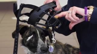 How to Acclimate Your Dog to a Muzzle [upl. by Enitsyrhc]