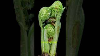 Matteuccia or ostrich fern grows in time lapse flowers microgreens nature garlicplant garden [upl. by O'Grady474]