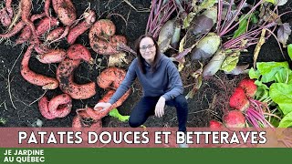 Récolte Tardive de Patates Douces et Betteraves  Surprise après les Premiers Gels [upl. by Novi]