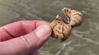 Beach Craw amp Shelling in Galveston [upl. by Ellersick]