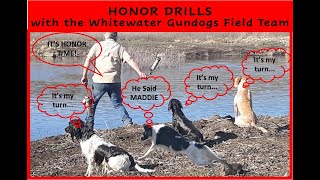 Honor Drills with Breeze2 year old Labrador Retriever and Maddie 4 year old Springer Spaniel [upl. by Therese]