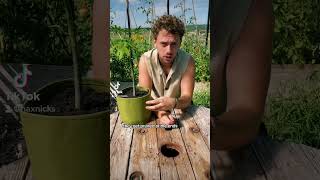 Plant Care Say Goodbye To Potbound Plants Forever with this simple trick shorts gardening [upl. by Aiyn]