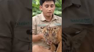 ada si Cipung bayi Harimau [upl. by Aronel]