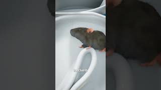 How Mice Get Into Your Toilet 🐭🚽 [upl. by Mou44]