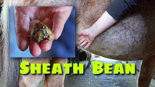 Horse Sheath Cleaning Bean Removal and Riding Nikki [upl. by Nolahc]