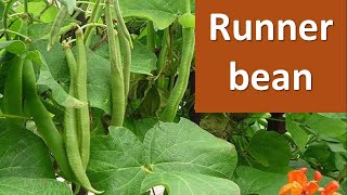 How to produce Runner Bean Phaseolus coccineus [upl. by Nannoc337]