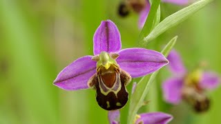 Ophrys apifera  Orquídea abeja  Bee orchid [upl. by Nyraa267]