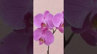 Beautiful orchids [upl. by Kessel]