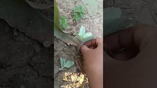 Bryophyllum pinnata plant facts। पत्थरचट्टा।। [upl. by Lahsiv]