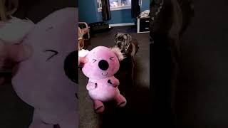 nova the cane corso vlog  reaction to new Teddy [upl. by Ngo826]