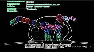 Protein synthesis animation  Translation in prokaryotes  Prokaryotic translation animation [upl. by Enaffit]