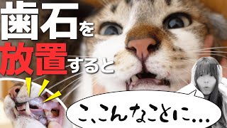 猫の歯石ケアしてる？！放っておくと起こる4つの怖いこと [upl. by Carney416]