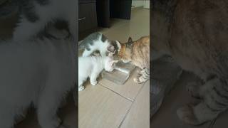 Time Machine Cats  Longest Daily Cats Story [upl. by Kabab]