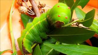 Life cycle of Antheraea mylitta [upl. by Demeyer]