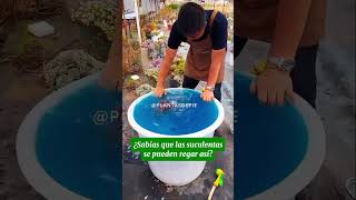 jardinería plantas suculentas riego fyp viralshorts [upl. by Ennaej]