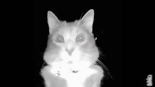 cat sniffs camera aggressively [upl. by Kaylyn]