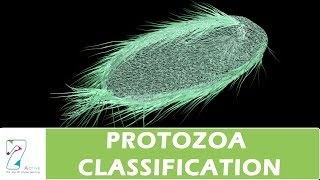 PROTOZOA CLASSIFICATION [upl. by Gilman]