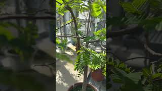 Tamarind plant Tamarindus indica  indigenous from Madagascar  Morocco [upl. by Brenton221]