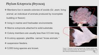 Phyla ectoprocta and Brachiopoda  BS Zoology Invertebrate Diversity [upl. by Anthiathia]