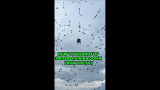 How Thousands of Spiders Raining Down From The Sky shorts animals situations world [upl. by Cesya]