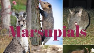 Teaching Marsupials [upl. by Chucho]