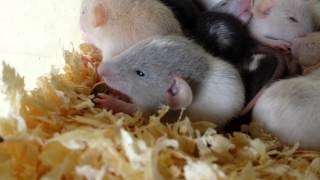 3 week old baby Rats [upl. by Asi]