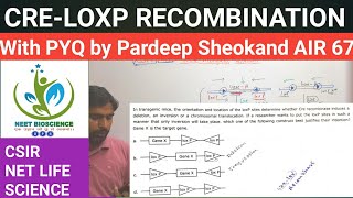 CRELOXP RECOMBINATION  CSIR NET  MOLECULAR BIOLOGY  CSIR SOLVED QUESTIONS [upl. by Aerahs]