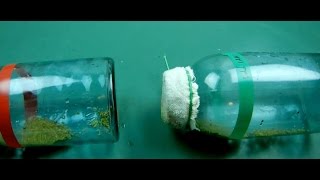 VIDEO 4 Magnetic seed exposure experiment UPDATE Magnetodielectric PHASE SHIFT discovery [upl. by Adnwahsar]