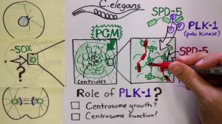 Regulation of centrosome assembly by phosphorylation Wueseke et al Biology Open 2016 [upl. by Wivinah]