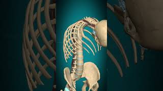 Longissimus capitis muscle action Vertebral column Extension muscle anatomy [upl. by Saxena522]