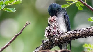 GreyRumped Treeswift Nesting [upl. by Sibby288]