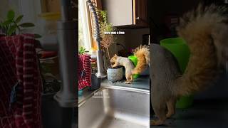 🌴🐿️ Squirrel Song  VOd with permission from squirrelybeans TT shorts [upl. by Nicolle]