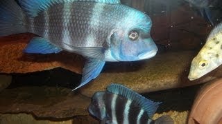 Cyphotilapia Frontosa Mpimbwe blue [upl. by Lamp]