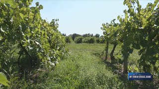 Watkins Glen winemaker speaks on early grape harvest [upl. by Dreher625]