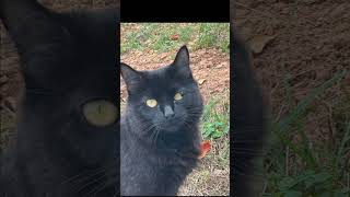 What’s wrong with this stray cats eyeMy mom has been taking care catnews catwelfare [upl. by Red]